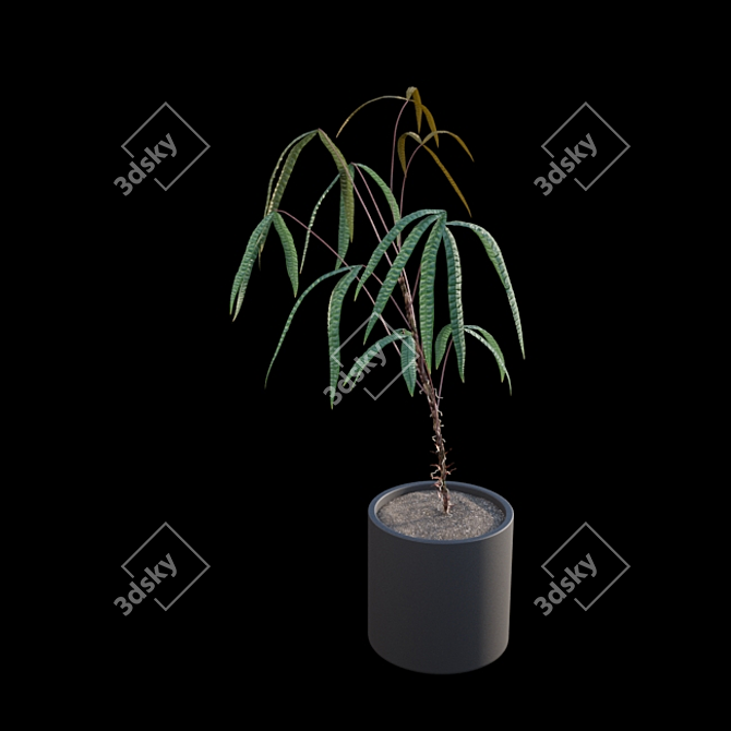 Anthurium Cutucuense 3D Models 3D model image 5