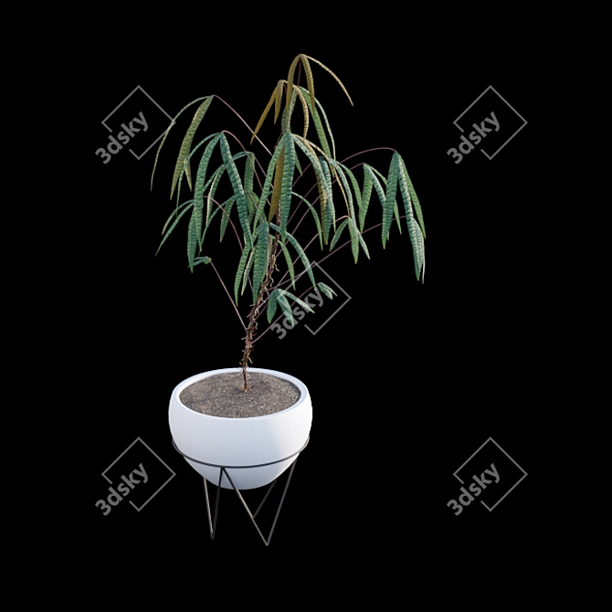 Anthurium Cutucuense 3D Models 3D model image 7