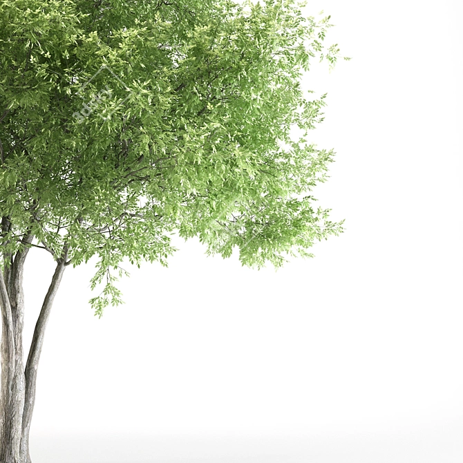 Black Ash Tree - Height 12m 3D model image 2