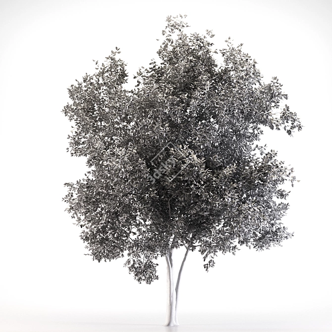 Black Ash Tree - Height 12m 3D model image 3