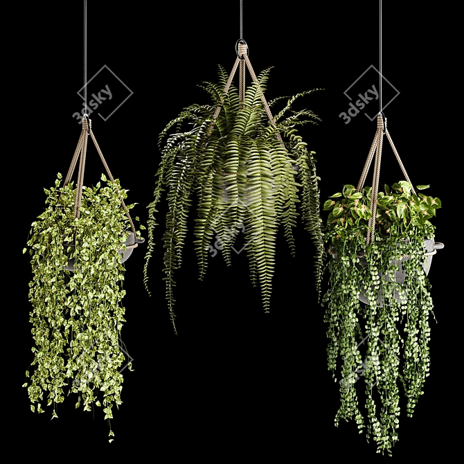 Lush Indoor Hanging Plant Trio 3D model image 1