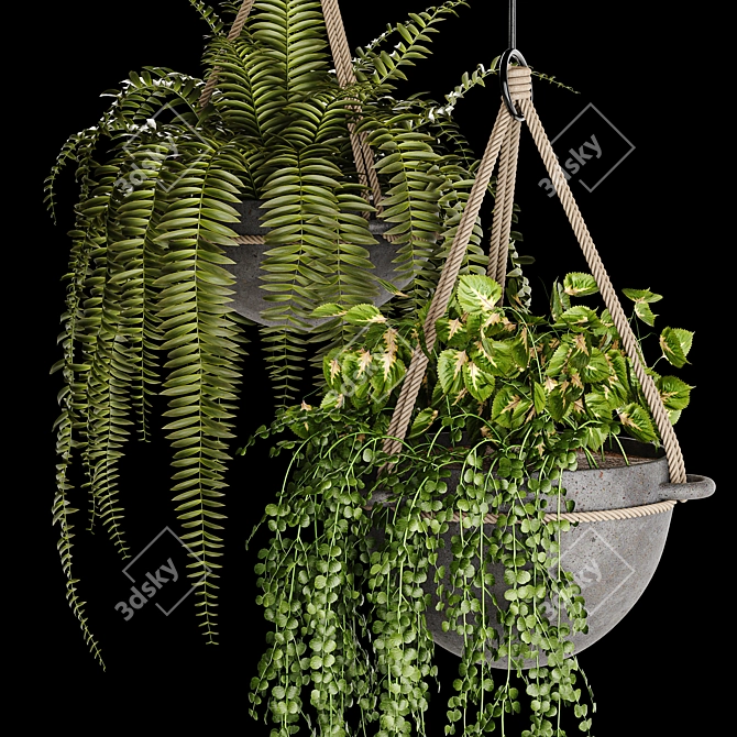 Lush Indoor Hanging Plant Trio 3D model image 2