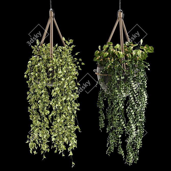 Lush Indoor Hanging Plant Trio 3D model image 3