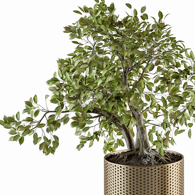 Golden Bonsai Set - Indoor Elegance 3D model image 4