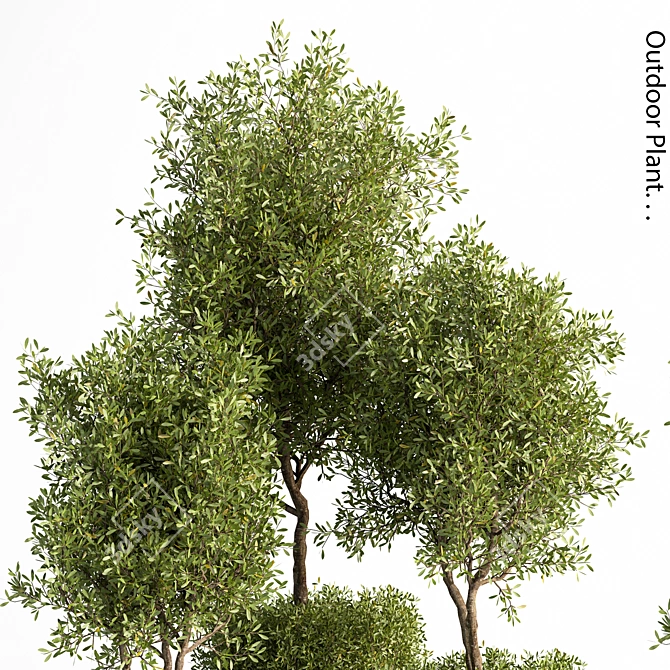 Outdoor Oasis Plant Set 3D model image 4