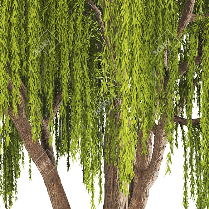 Graceful Weeping Willow Tree 3D model image 2