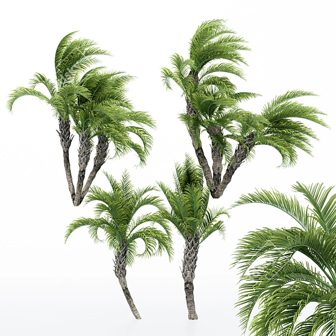 Curly Palm: Lifelike 3D Tree 3D model image 1