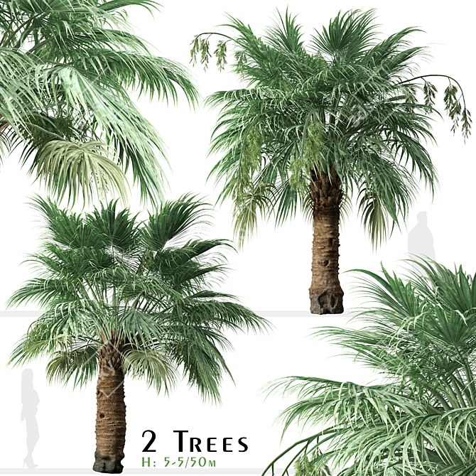 Blue Hesper Palm Delight - Set of 2 3D model image 1