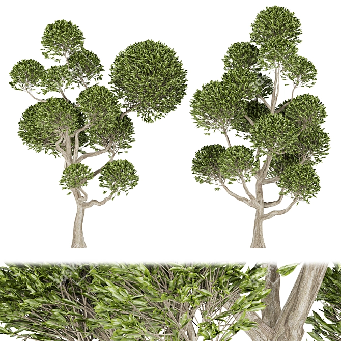 Nature's Haven Collection Tree Vol.1 3D model image 1