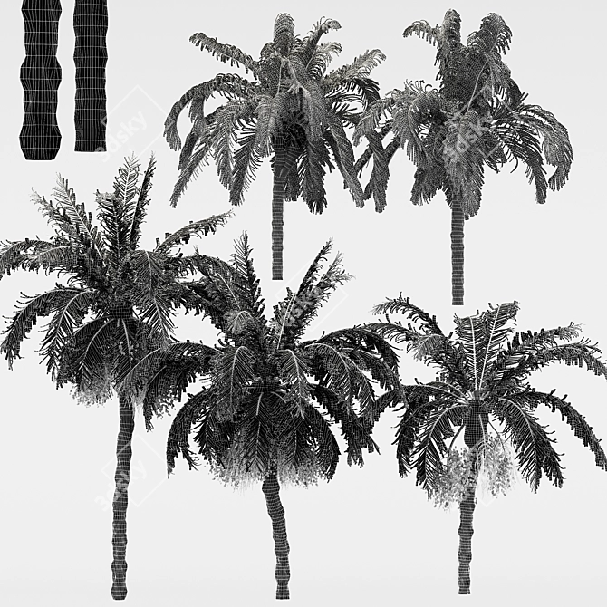 5-in-1 Majestic Date Palm & Queen Palm Tree 3D model image 3