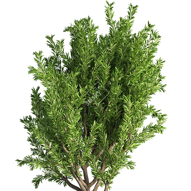 Lush Outdoor Tree - 19 3D model image 5