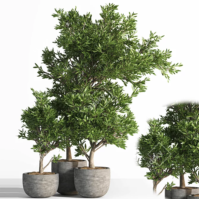 Versatile Outdoor Plant Set 3D model image 1