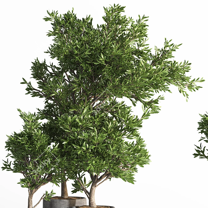 Versatile Outdoor Plant Set 3D model image 3