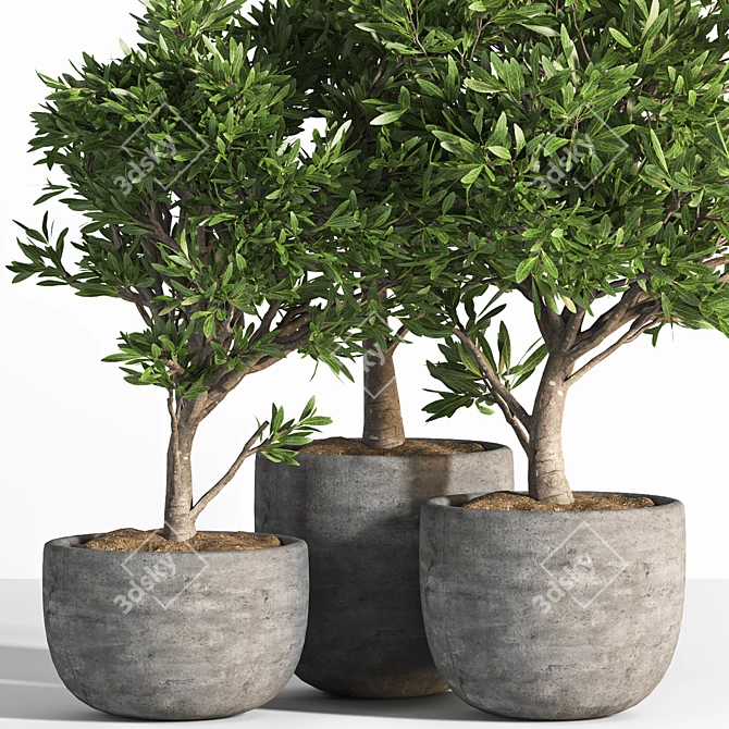 Versatile Outdoor Plant Set 3D model image 4