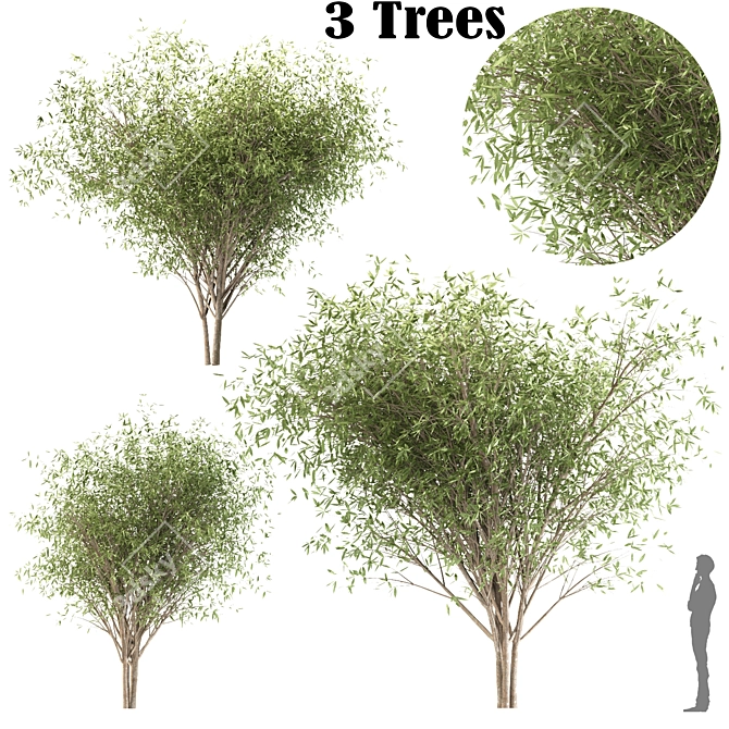 Fragile Willow Trio: 3 Sizes 3D model image 1