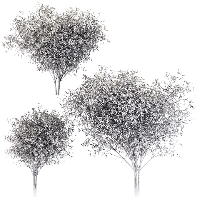 Fragile Willow Trio: 3 Sizes 3D model image 3