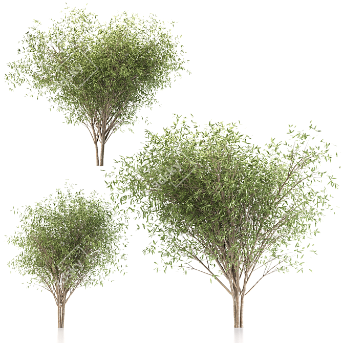 Fragile Willow Trio: 3 Sizes 3D model image 4