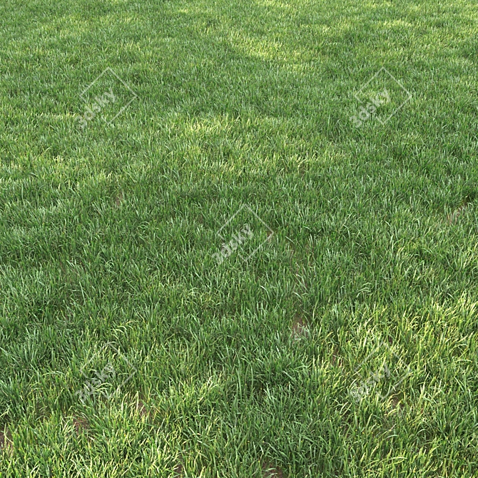 Lush Landscaping Grass: Nature-Inspired 12 Varieties 3D model image 2