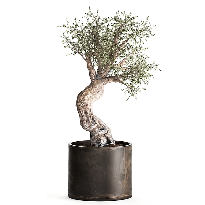 Exotic Olive Tree in Rusty Vase - Plant Collection 989 3D model image 4