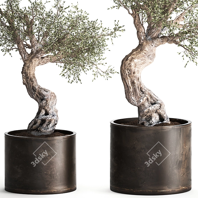Exotic Olive Tree in Rusty Vase - Plant Collection 989 3D model image 7