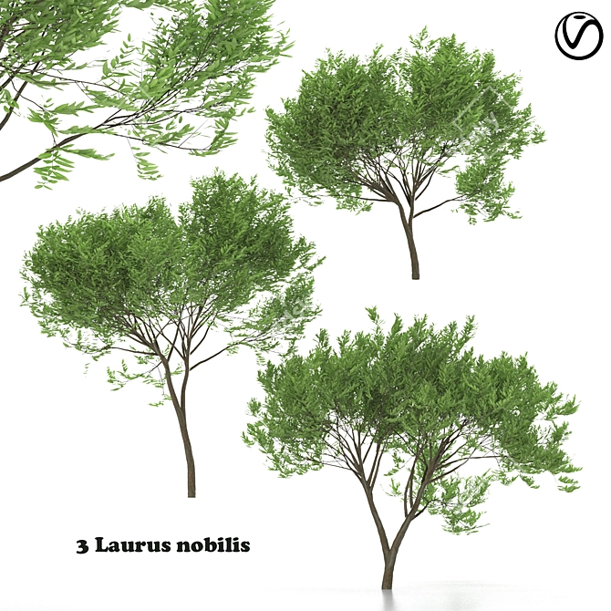  Trio of Laurus nobilis 3D model image 1