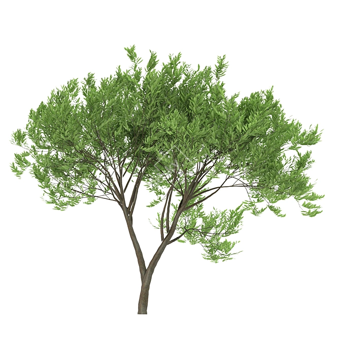  Trio of Laurus nobilis 3D model image 3