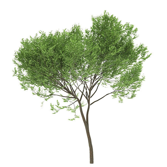  Trio of Laurus nobilis 3D model image 4