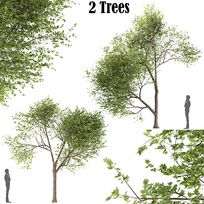Sweet Maple Duo: 2 Trees 3D model image 1