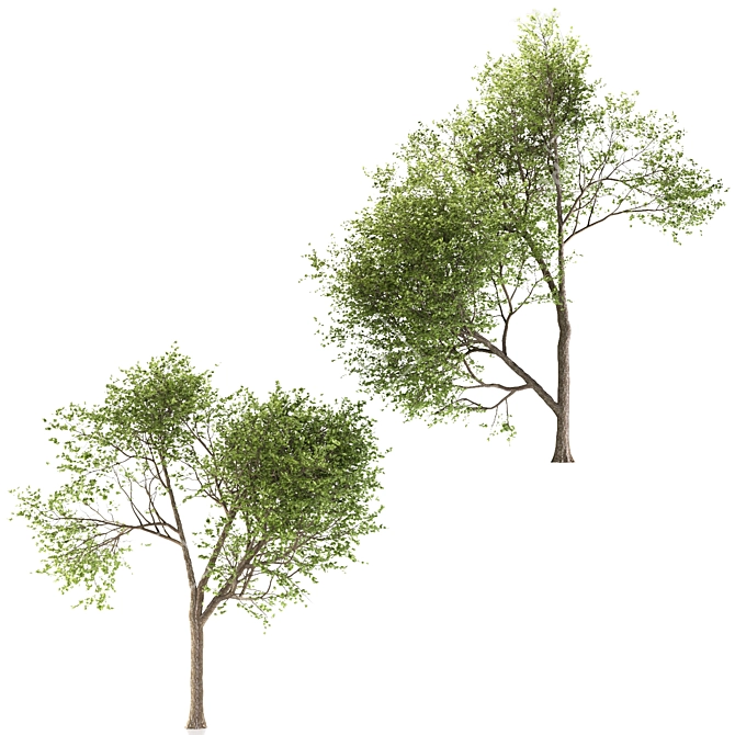 Sweet Maple Duo: 2 Trees 3D model image 5