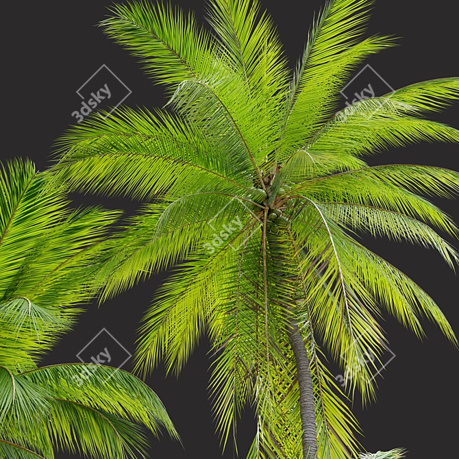 Tropical Majesty: Coconut Palm Trio 3D model image 3