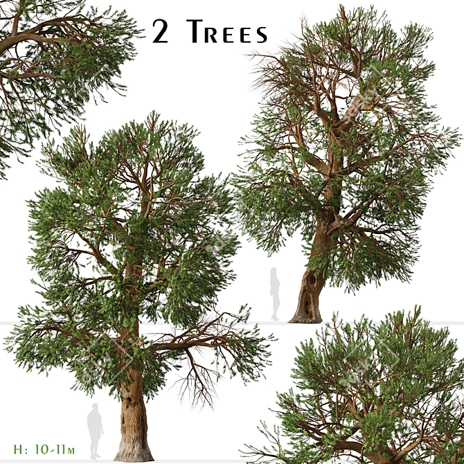 Rare Foxtail Pine Set (2 Trees) 3D model image 1