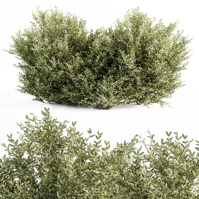 Elegant Buxus Leaf Bush Set 3D model image 1