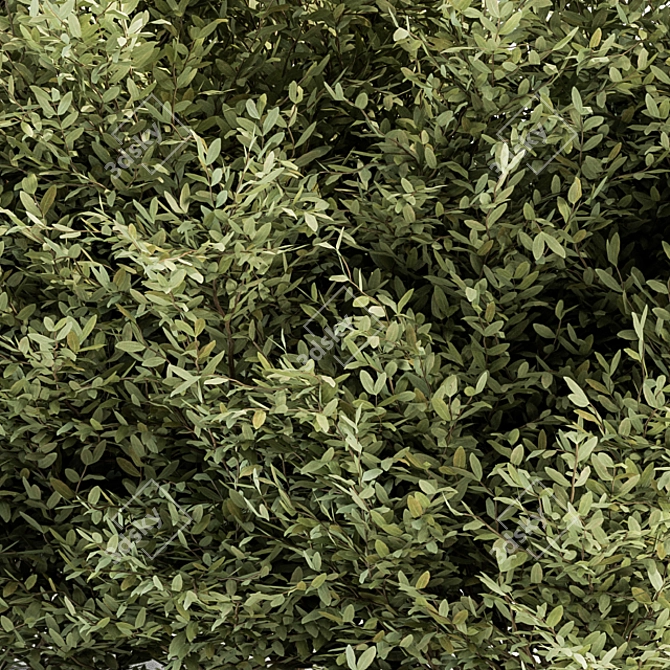 Elegant Buxus Leaf Bush Set 3D model image 3