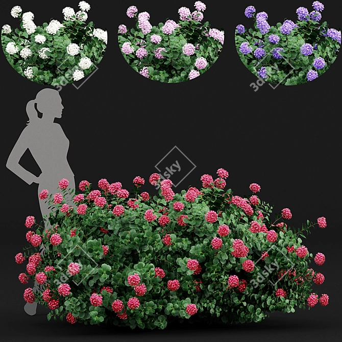 Huge Variety Bigleaf Hydrangeas in 4 Beautiful Colors 3D model image 1