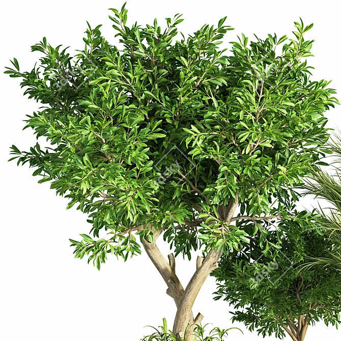 Green Oasis Indoor Plant Set 3D model image 4