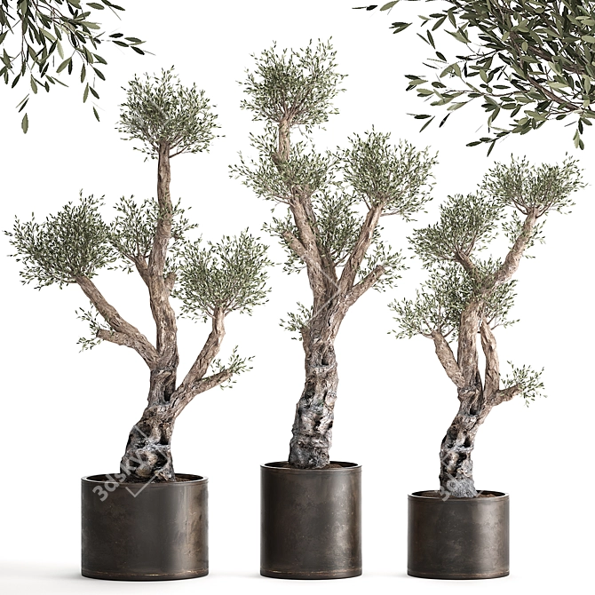 Exotic Olive Tree Collection 3D model image 1