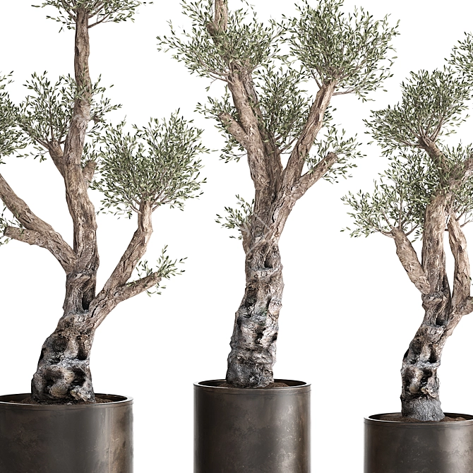 Exotic Olive Tree Collection 3D model image 4