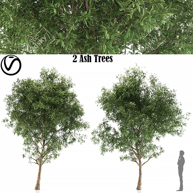 2 Ash Trees: Beautiful & Hardy 3D model image 1