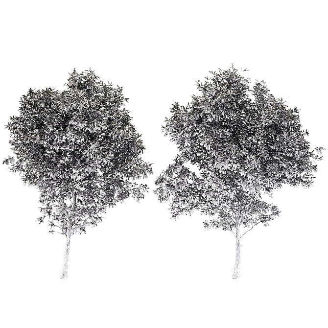 2 Ash Trees: Beautiful & Hardy 3D model image 3