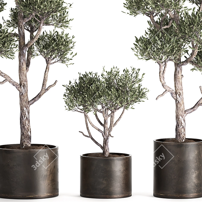 Tropical Olive Tree in Rusty Vase 3D model image 2