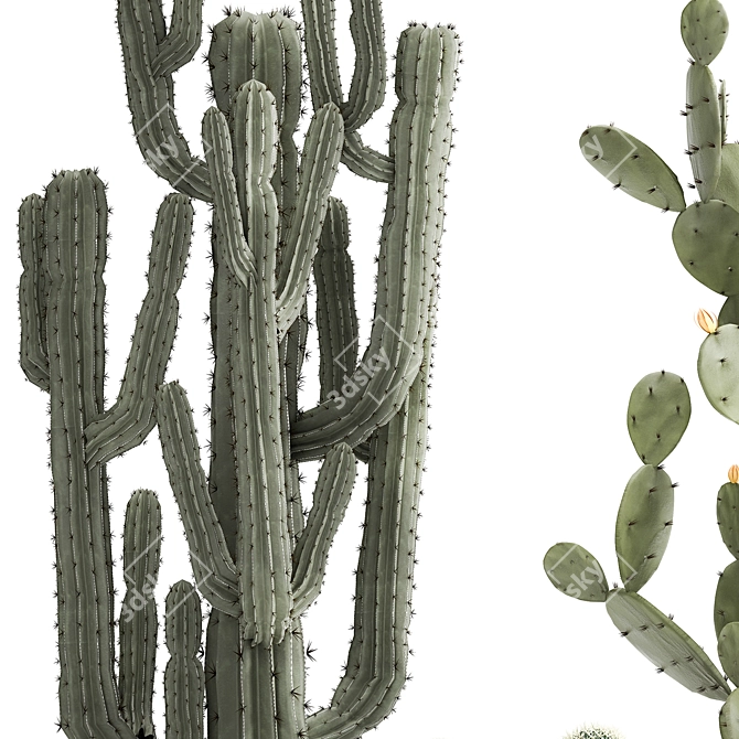 Exotic Cactus Collection in Stylish Metal Pots 3D model image 4