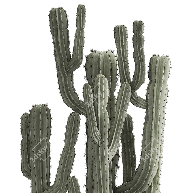 Exotic Cactus Collection in Stylish Metal Pots 3D model image 5