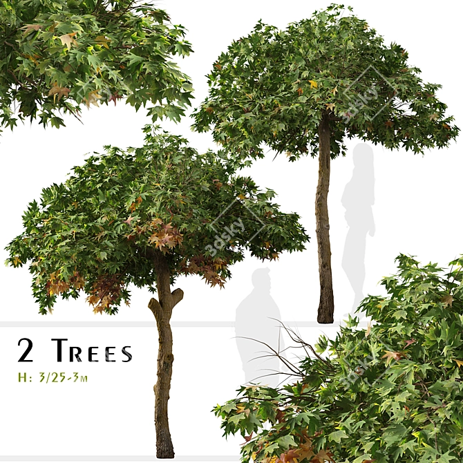 Sweetgum Tree Set: 2 Majestic Liquidambar styraciflua Trees 3D model image 1