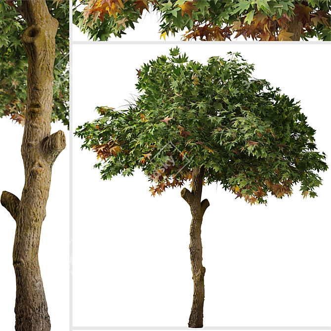 Sweetgum Tree Set: 2 Majestic Liquidambar styraciflua Trees 3D model image 2