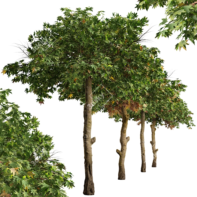 Sweetgum Tree Set: 2 Majestic Liquidambar styraciflua Trees 3D model image 3