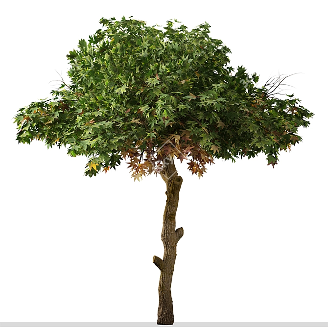 Sweetgum Tree Set: 2 Majestic Liquidambar styraciflua Trees 3D model image 4