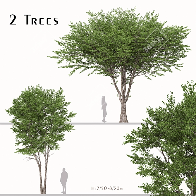 European Nettle Tree Set (2 Trees) 3D model image 1