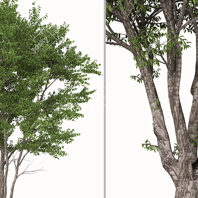 European Nettle Tree Set (2 Trees) 3D model image 4