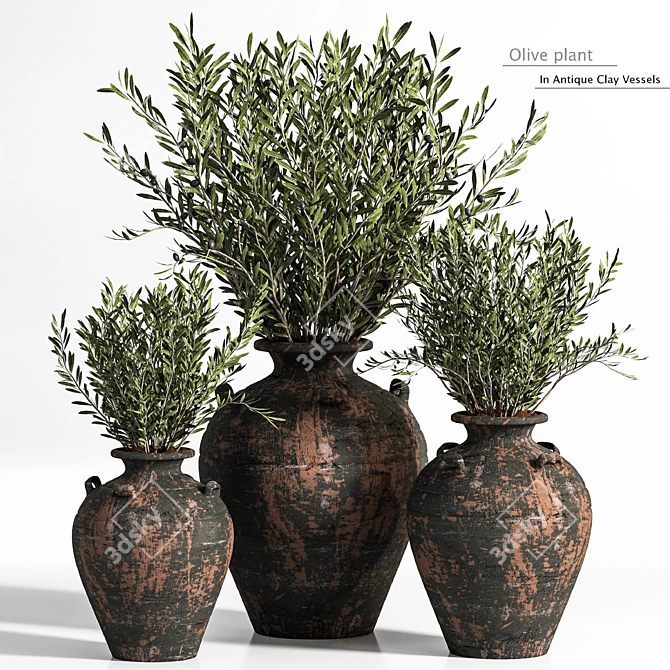 Antique Clay Olive Plant 3D model image 1