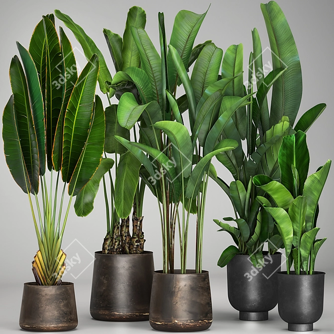 Tropical Plant Collection: Exotic Palms & Ravishing Strelitzia 3D model image 5